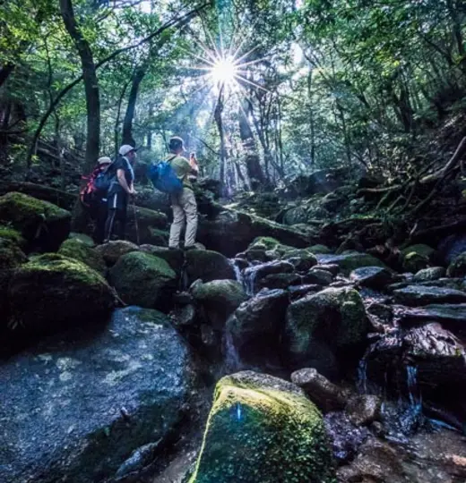 Insight Experience: Natur pur auf Yakushima