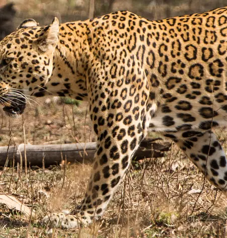 Safari im Ranthambore-Nationalpark