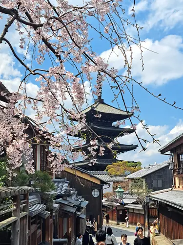 Bilder Kirschblüten Kyoto Bilder Kirschblüten Kyoto