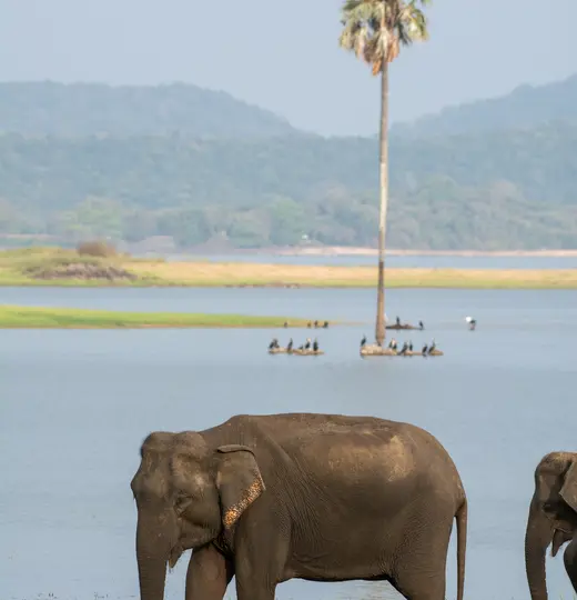 Nationalparks in Sri Lanka – Ein kleiner Reisebericht