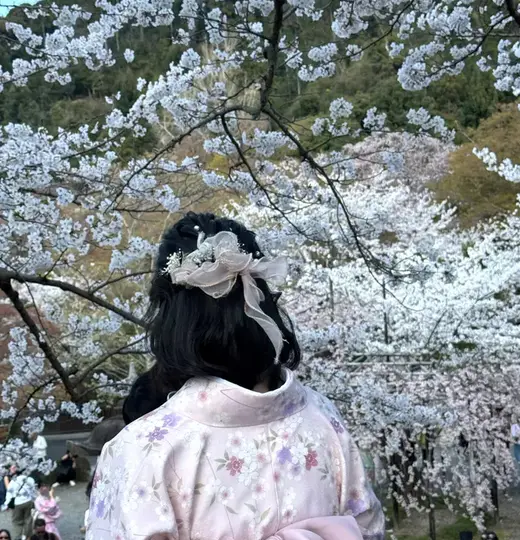 Hanami, Kirschblüten und die Vergänglichkeit