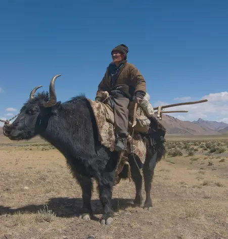 Yak-Trekking Sikkim
