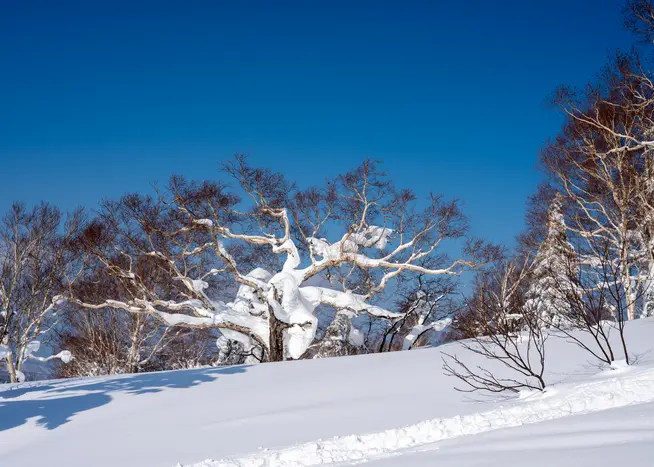 Skisafari Hokkaido Skisafari Hokkaido
