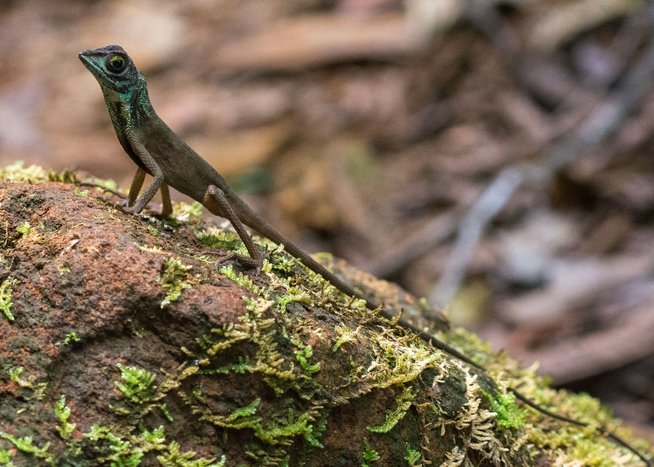 >< Sri Lanka − Echte Einblicke