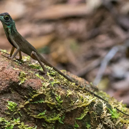 >< Sri Lanka − Echte Einblicke