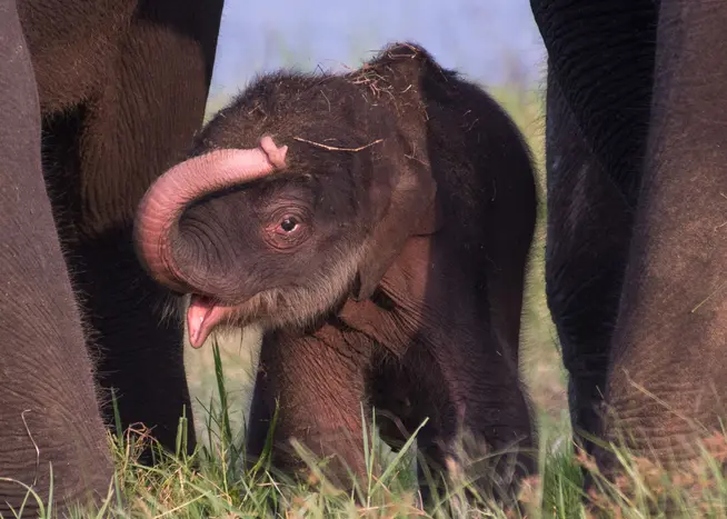 >< Kleingruppe Sri Lanka