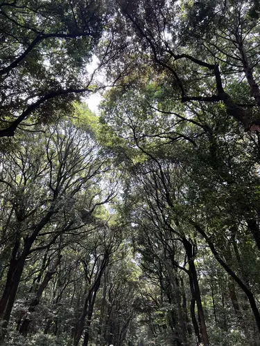 Der Schrein ist von einem beeindruckenden Wald mit rund 100'000 Bäumen umgeben. Die Bäume wurden aus ganz Japan gespendet.