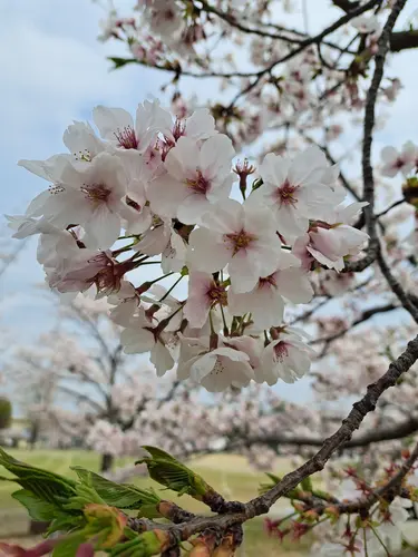 Bilder Himeji Bilder Himeji