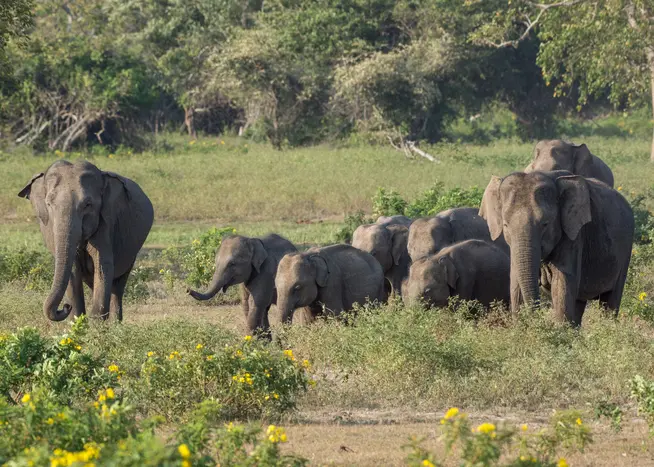 Wildlife in Sri Lanka