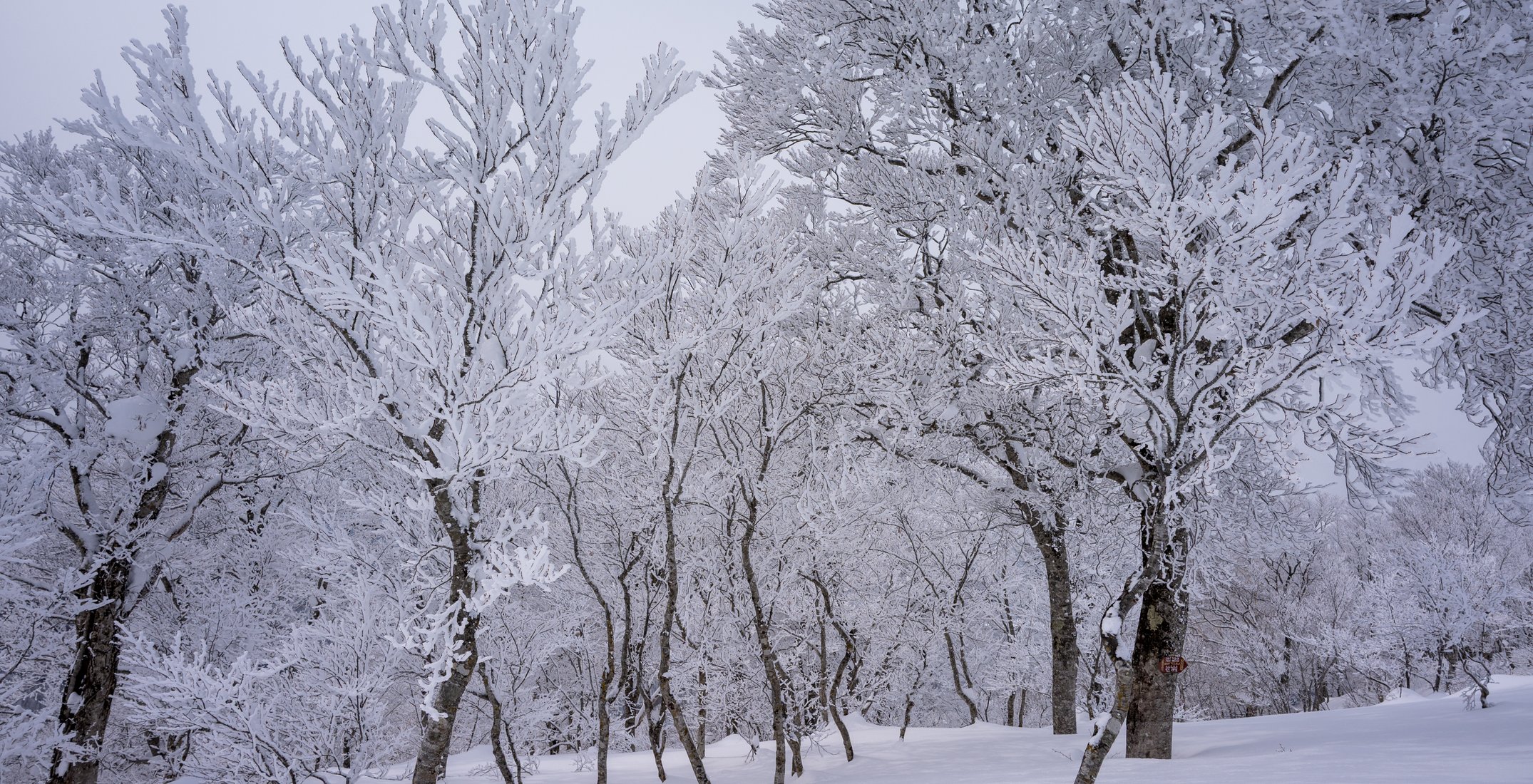 Freeride Japan: Pulverschnee vor den Toren Tokyos Freeride Japan: Pulverschnee vor den Toren Tokyos