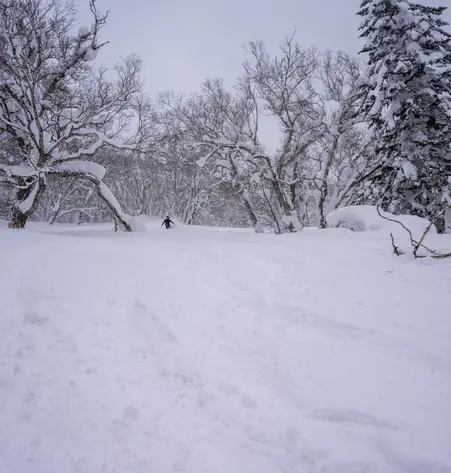 Skisafari Hokkaido