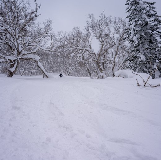 Skisafari Hokkaido Skisafari Hokkaido