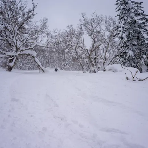 Skisafari Hokkaido
