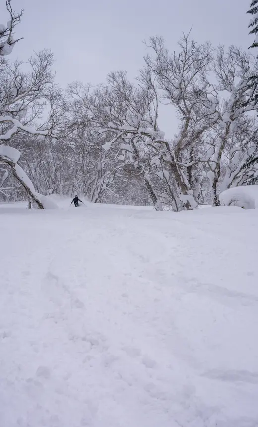 Skisafari Hokkaido Skisafari Hokkaido