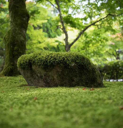 Insight Experience: Saiho-ji – Der Moostempel