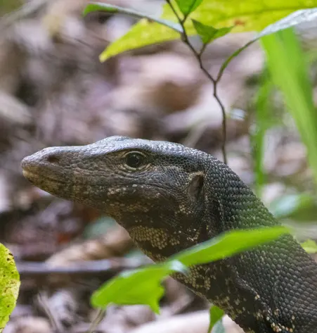 Wildlife in Sri Lanka