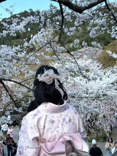 Bilder Kirschblüten Kyoto Bilder Kirschblüten Kyoto
