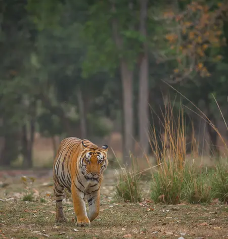 Tiger Corridor Südindien